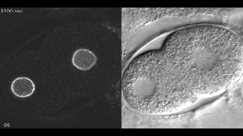 Short Video: Nuclear Envelope Formation