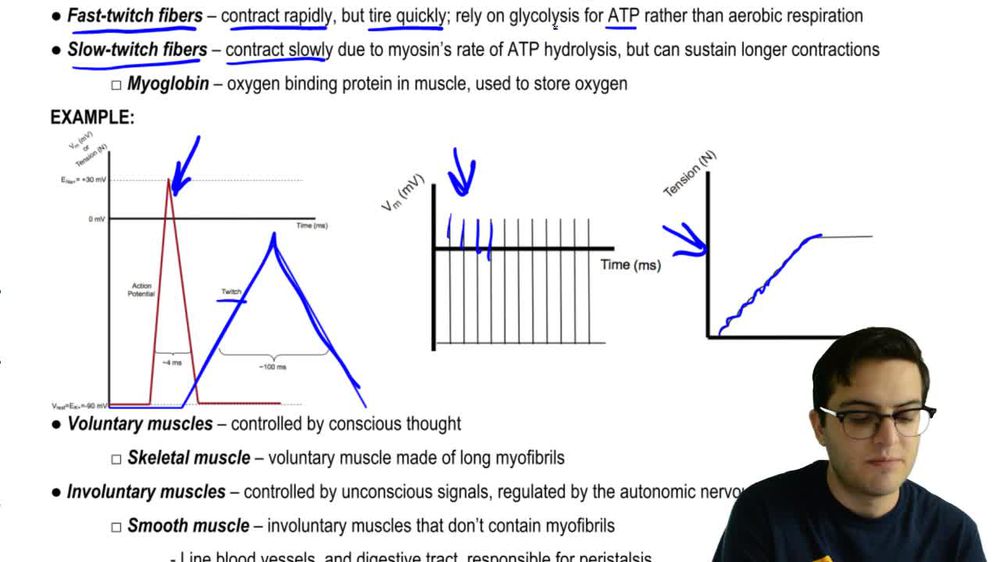 Fast and Slow Twitch Muscles