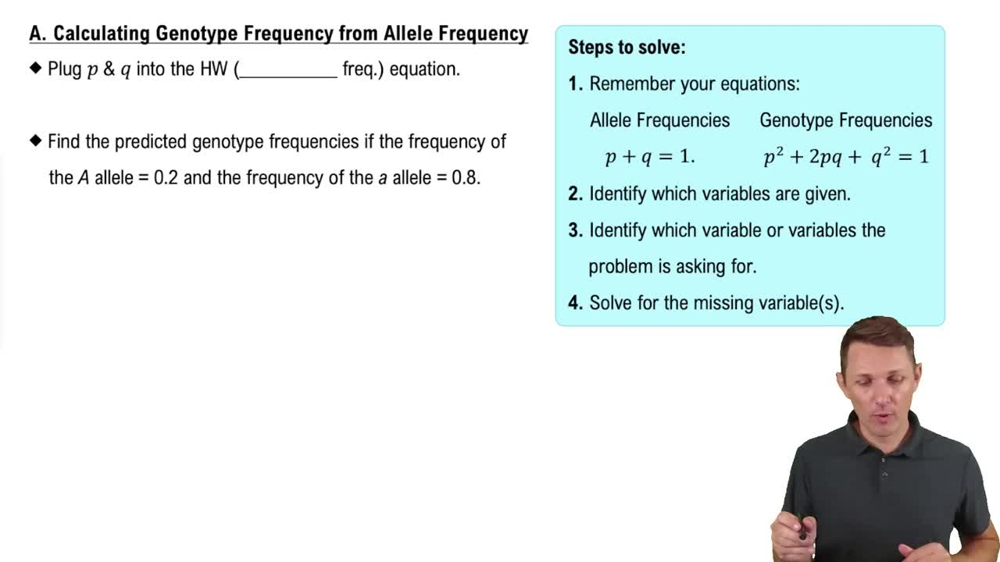 A. Calculating Genotype Frequency from Allele Frequency