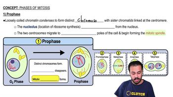 Prophase