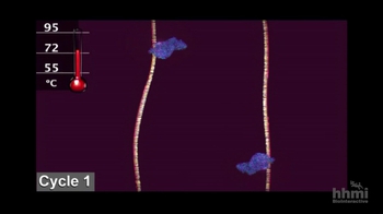 HHMI BioInteractive: Polymerase Chain Reaction