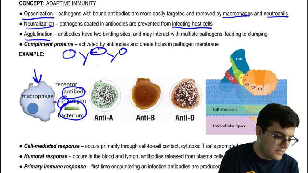 Primary and Secondary Immunity