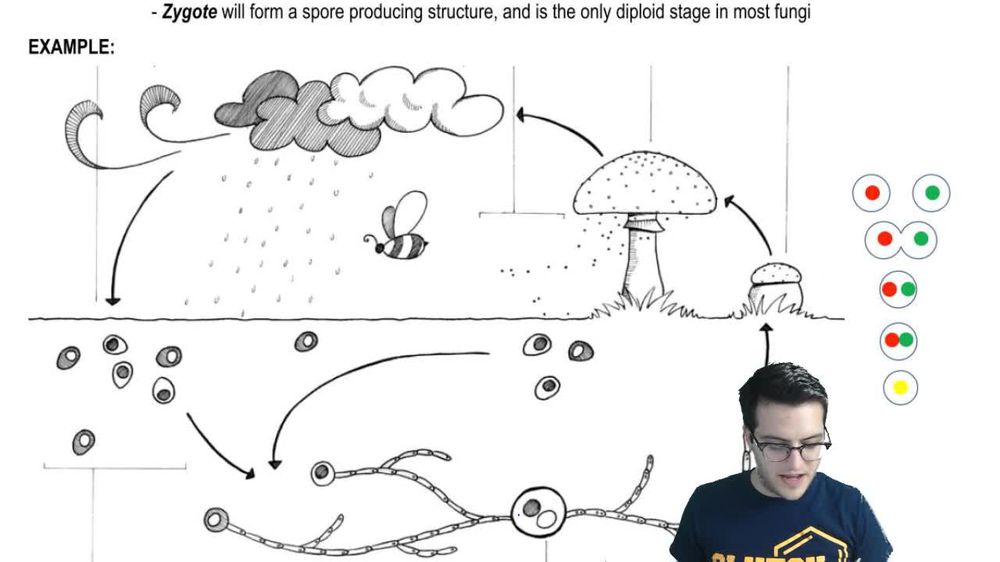 Fungi Reproduction - 1