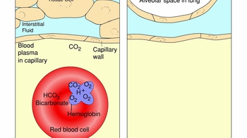 Animation: Transport of Respiratory Gases