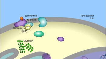 Animation: Cytoplasmic Response: Glycogen Breakdown