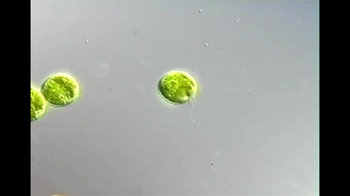 Short Video: Chlamydomonas
