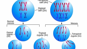 Animation: Speciation by Changes in Ploidy