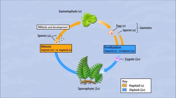 Animation: Fern Life Cycle