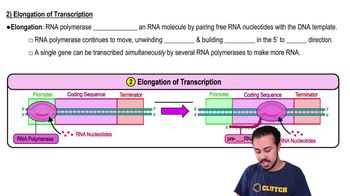 1) Elongation of Transcription