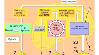 Animation: ATP Yield from Cellular Respiration