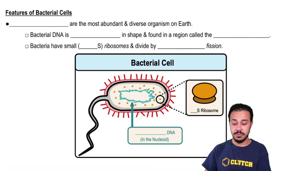 Features of Bacterial Cells