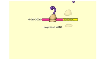 Animation: Post-Transcriptional Control Mechanisms