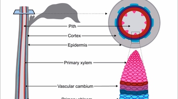 Animation: Secondary Growth