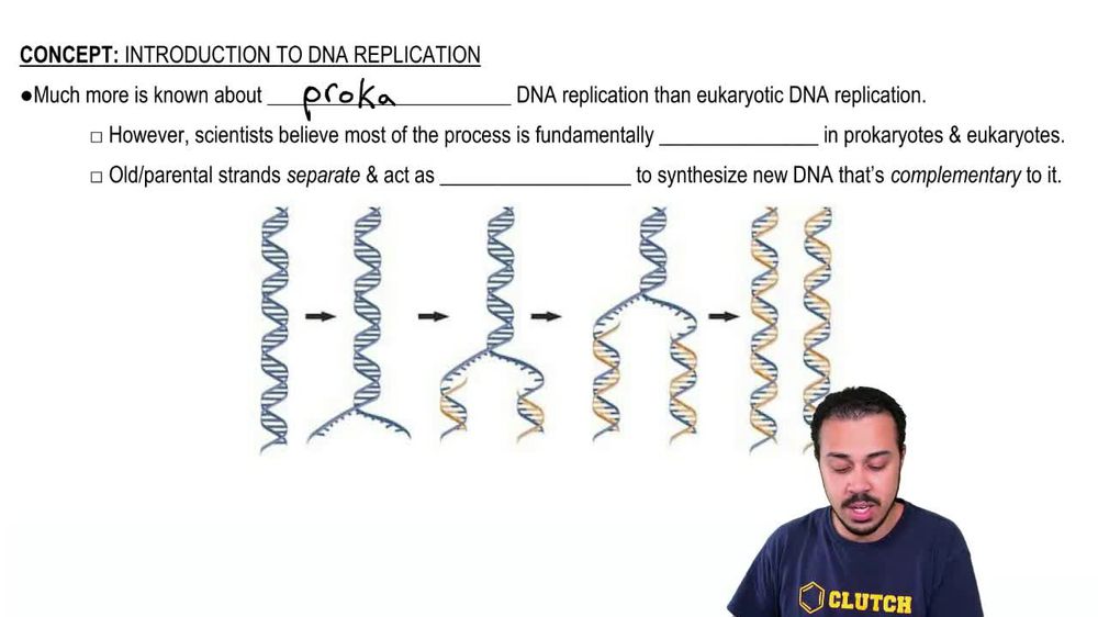 Introduction to DNA Replication