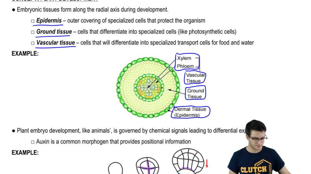 Embryonic Tissues and Pattern Formation
