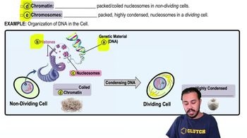 Organization of DNA in the Cell