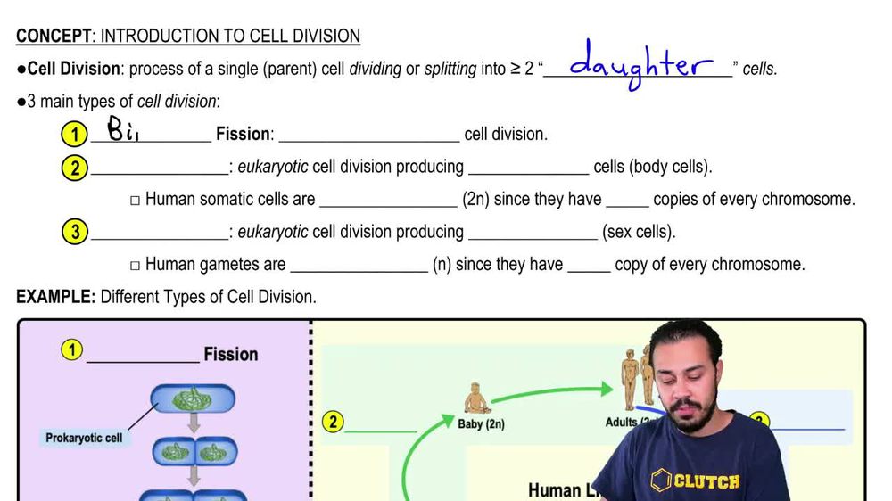 Introduction to Cell Division