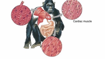 Animation: Muscle Tissue