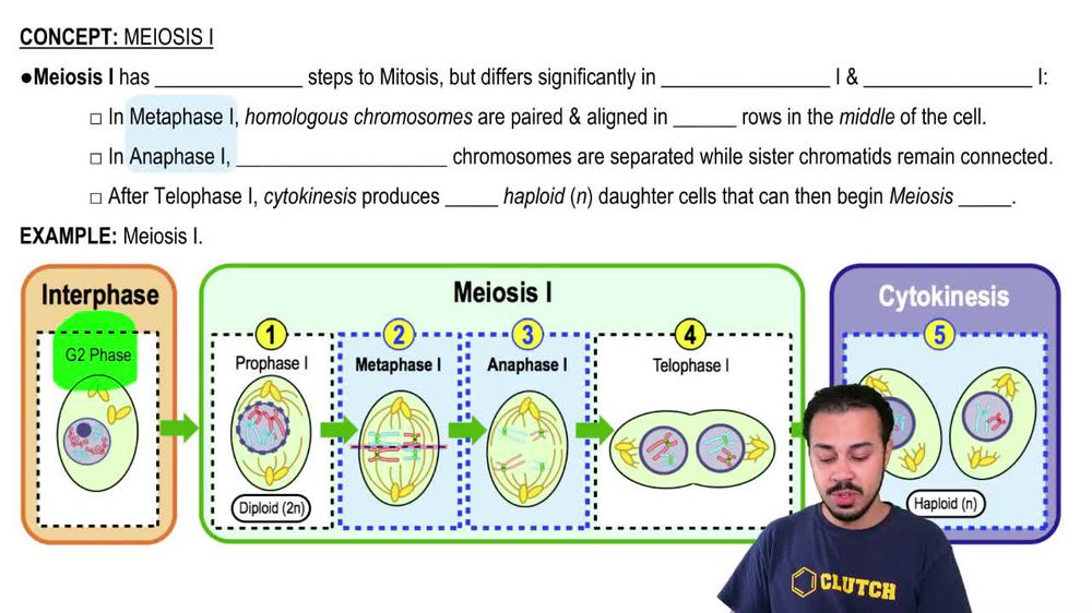 Meiosis I