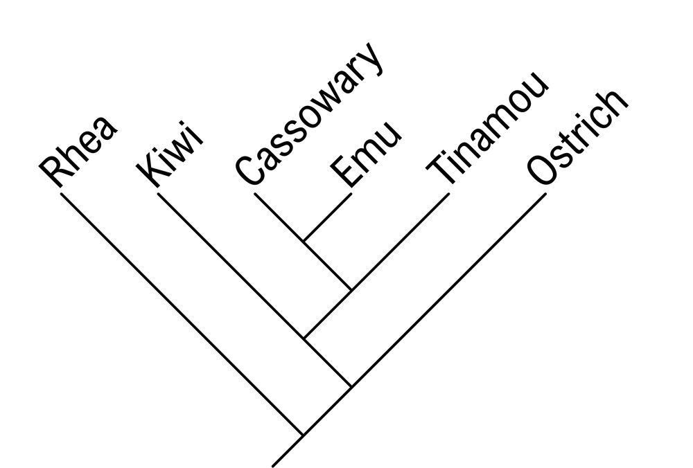 Phylogenetic tree illustrating relationships among rhea, kiwi, cassowary, emu, tinamou, and ostrich.