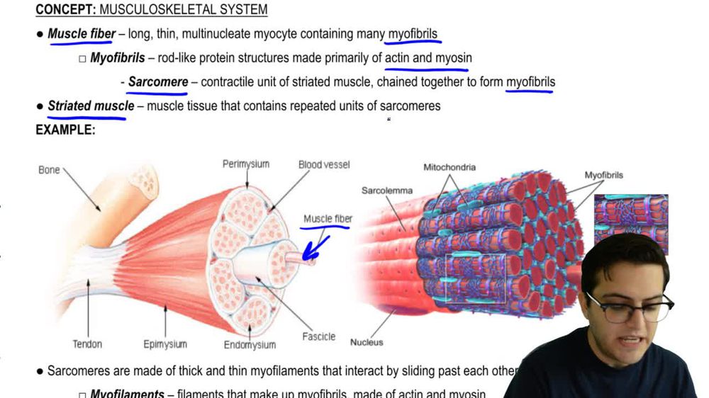 Muscle Fibers and Sarcomeres