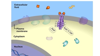 Animation: Reception