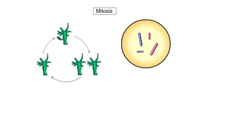 Animation: Asexual Reproduction