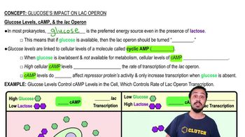GlucoseLevels, cAMP, & the Lac Operon