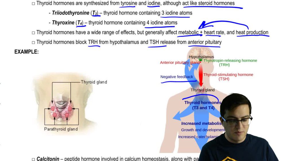 Thyroid and Parathyroid Glands
