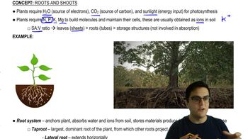Root System
