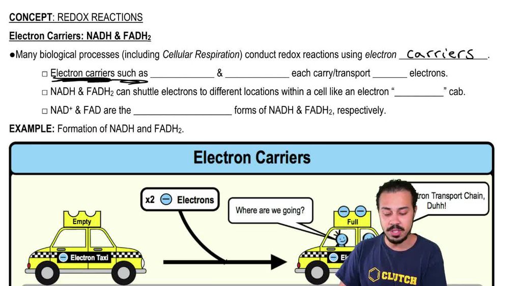 Electron Carriers: NADH & FADH2