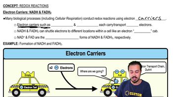 Electron Carriers: NADH & FADH2
