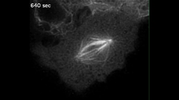 Short Video: Spindle Formation During Mitosis