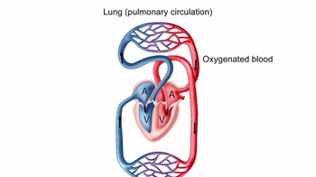 Animation: The Human Heart and Circulation