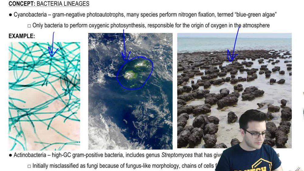 Prokaryote Lineages 2