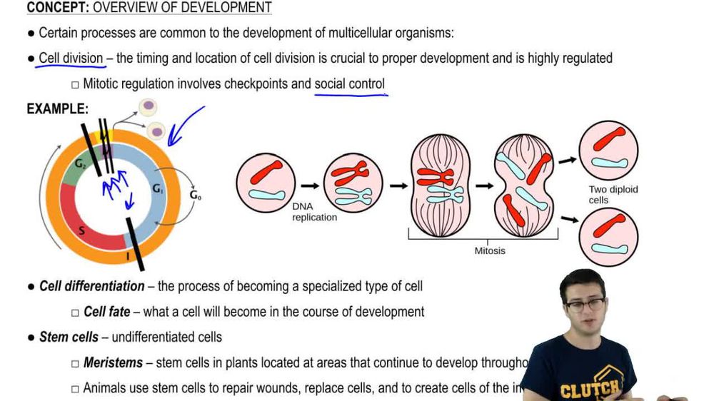 Cell Division and Differentiation