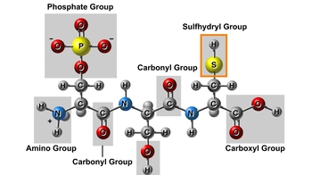 Animation: Functional Groups