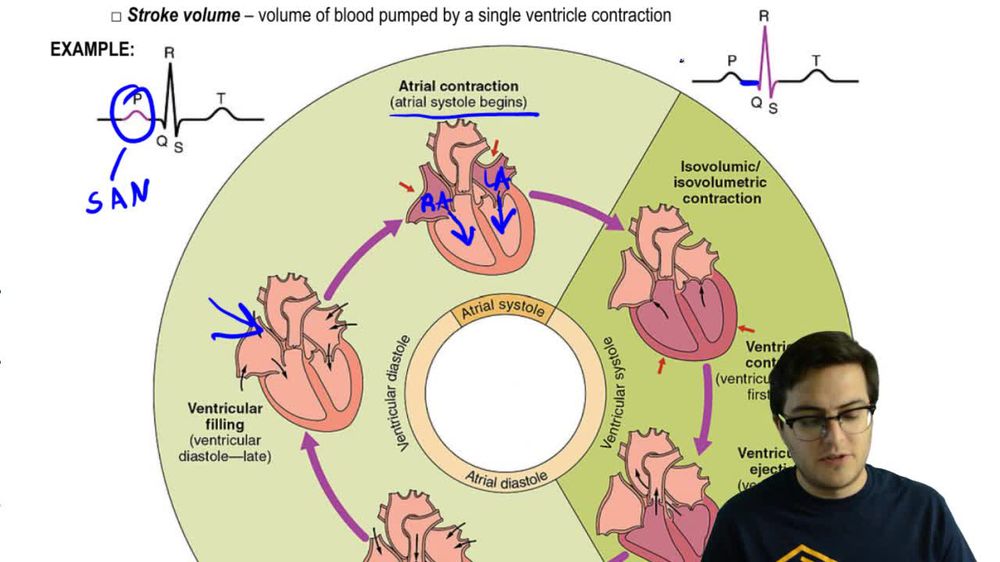 Cardiac Cycle