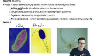 Protist Cells 3