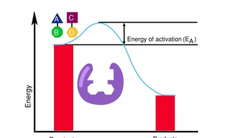 Animation: How Enzymes Work