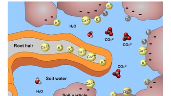 Animation: How Plants Obtain Minerals from Soil