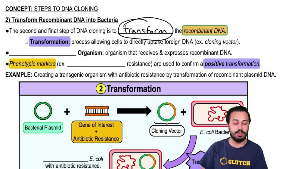 2) Transform Recombinant DNA into Bacteria