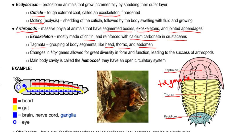 Arthropods and Chelicerata