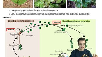 Nonvascular Plants - 1