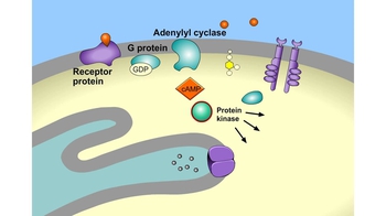 Animation: Signal Transduction Pathways