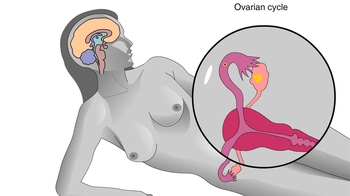 Animation: Reproductive System of the Human Female