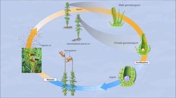 Animation: Moss Life Cycle
