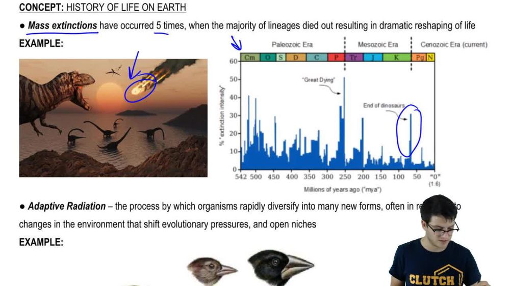 Mass Extinctions and Adaptive Radiation