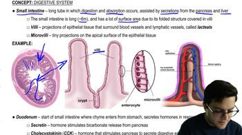 Small Intestine and Pancreas