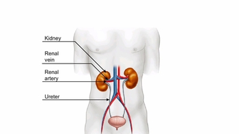 Animation:  Kidney Structure